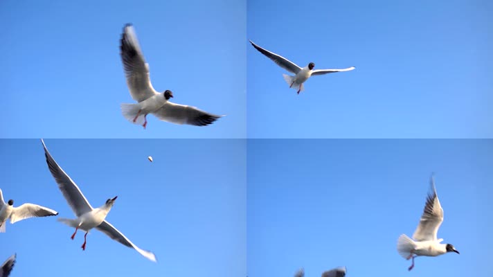 蓝天白云海鸥 (2)