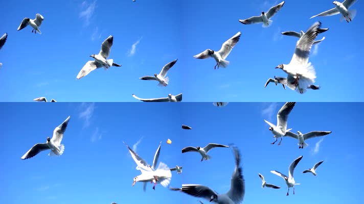 蓝天白云海鸥 (4)