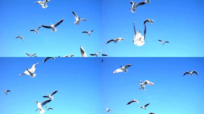 蓝天白云海鸥 (6)