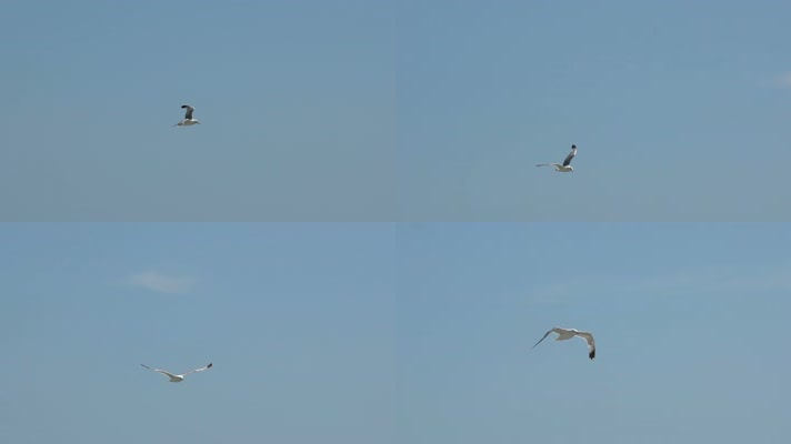 一只海鸥天空飞翔慢动作