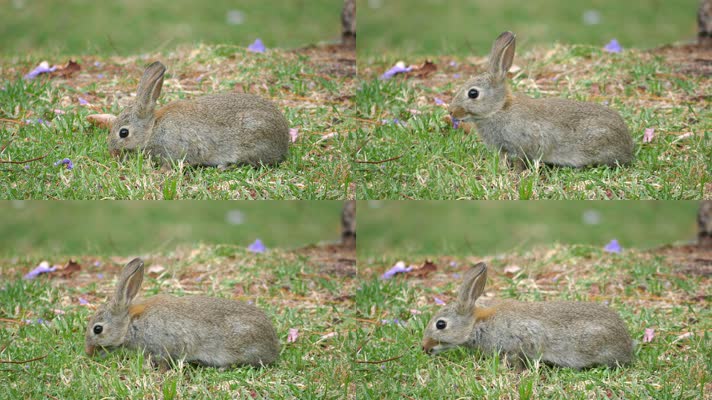 草地野兔觅食