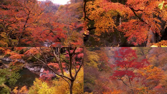 秋天秋色，枫叶流水，高山流水