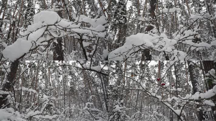 树枝挂雪，冬天森林