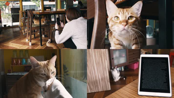 小猫咖啡店，猫咪咖啡店
