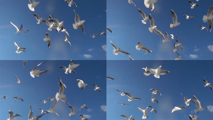 一群海鸥飞翔
