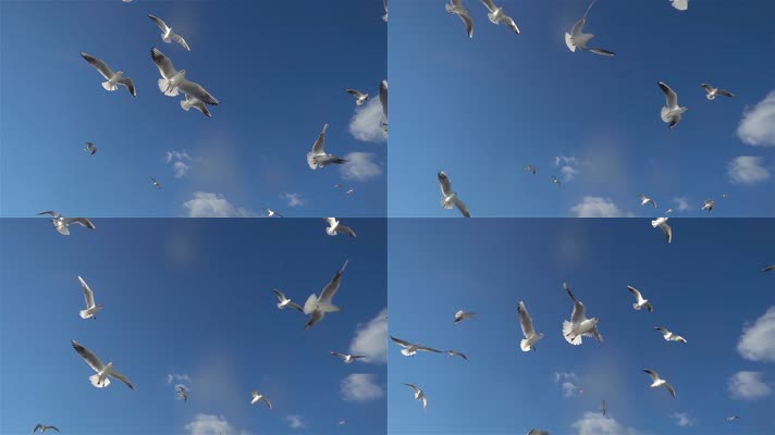 一群海鸥飞翔 (3)