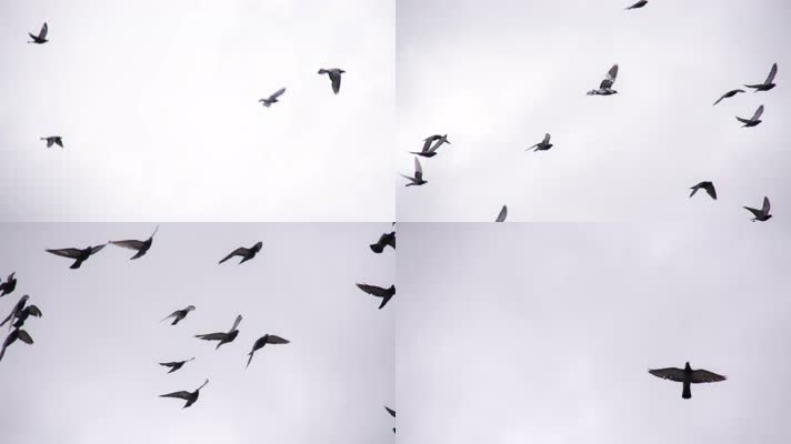 天空盘旋的鸟群，天空飞鸟