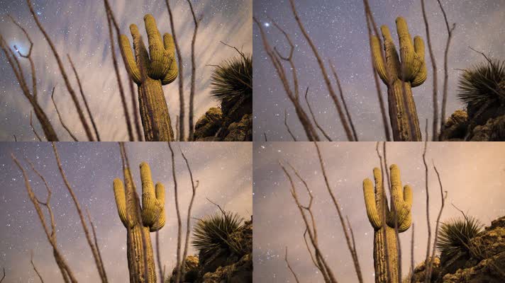 夜晚沙漠，夜空星云，仙人掌