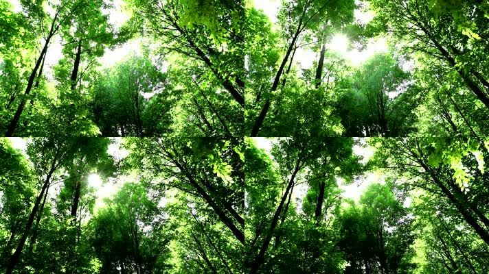 风吹阳光绿色树林，固定镜头