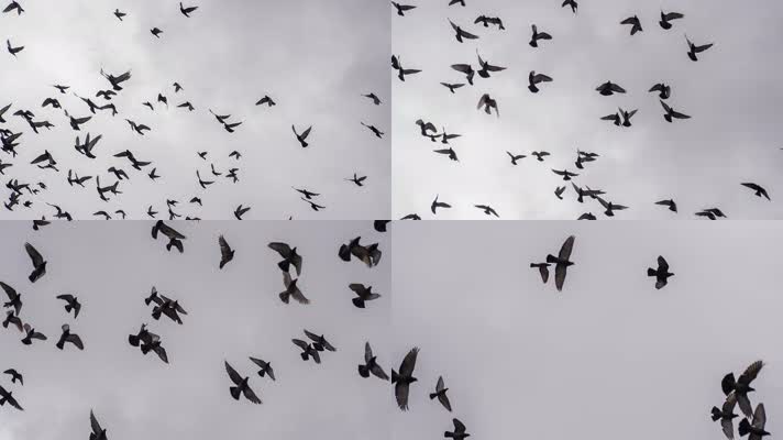 天空盘旋鸟群，天空飞鸟，自由
