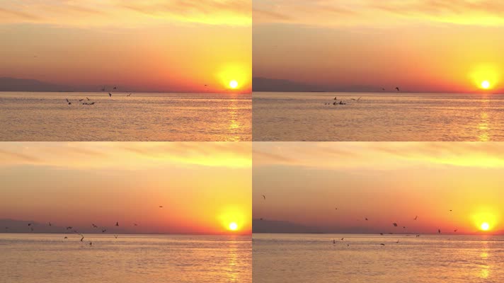 日落海面，海鸟飞翔海鸥