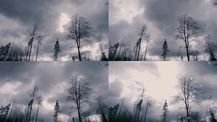 黑色森林，树林天空树木延时
