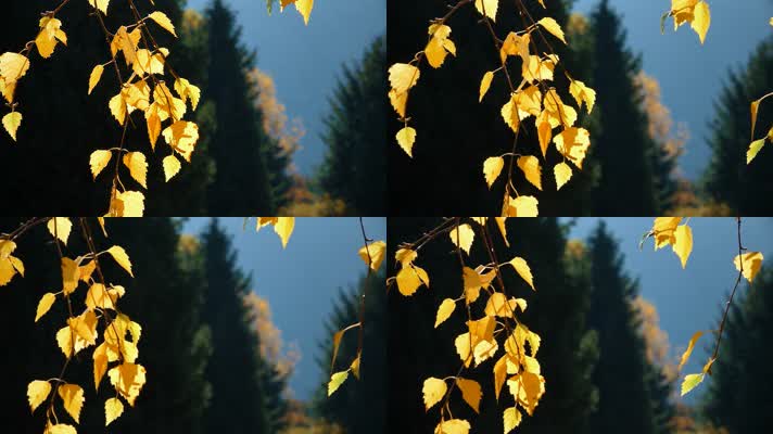 空镜头，秋天叶子，树叶