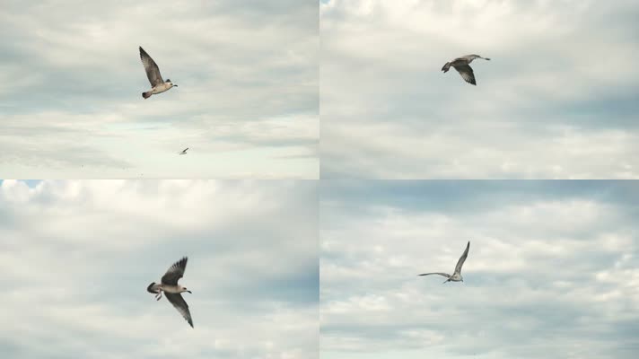 一只海鸥天空飞翔慢动作