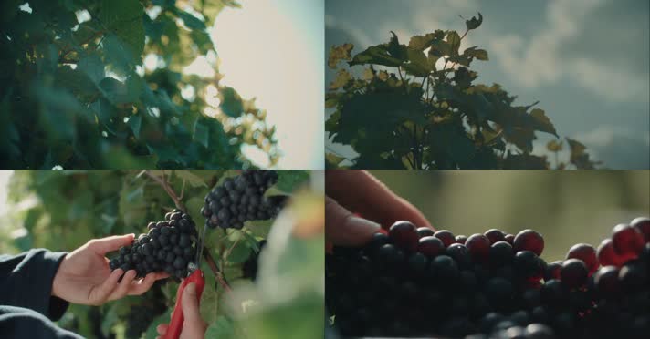 水果-果园-葡萄特写-葡萄酒-葡萄庄园