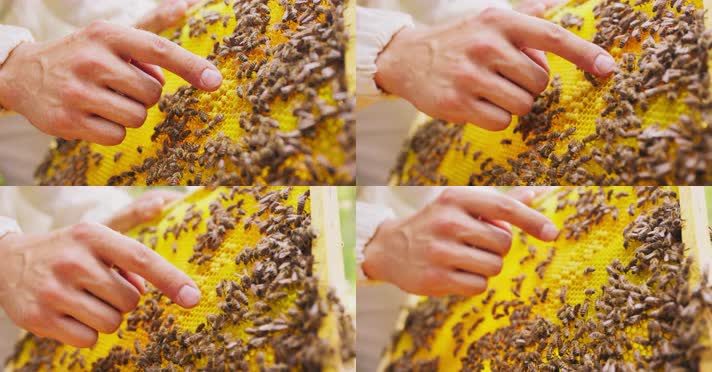 蜜蜂蜂蜜，纯天然蜂蜜