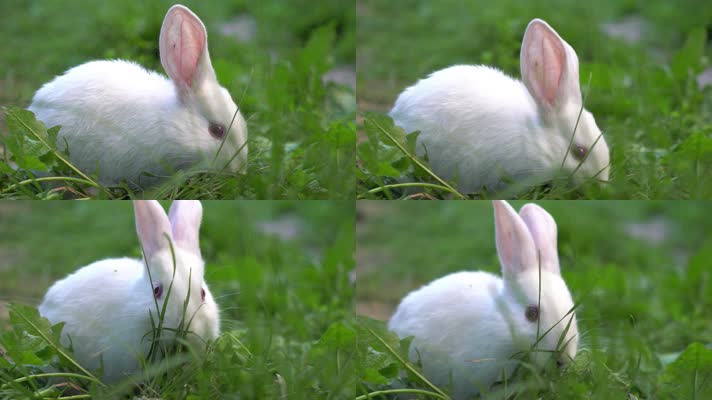 小白兔吃草