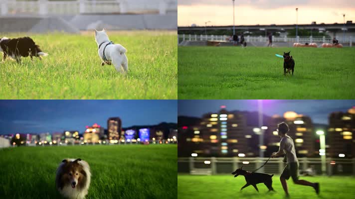 城市养狗，草地遛狗，可爱小狗