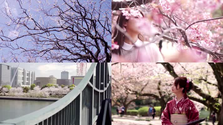 美女赏樱花，日本人文文化生活