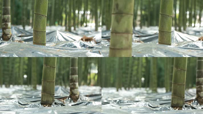 林下产业 竹荪蛋 竹荪 养殖 林竹 竹林