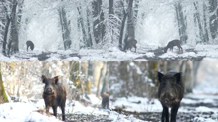 冬天森林，森林雪景，野生动物