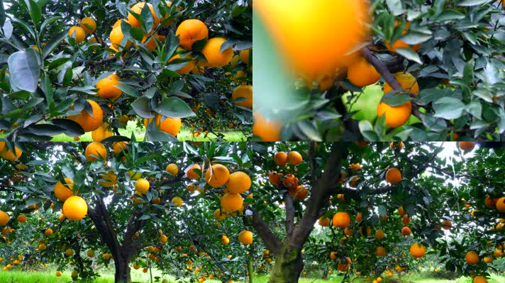 果园脐橙实拍21