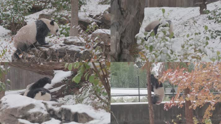 冬天可爱的熊猫玩耍