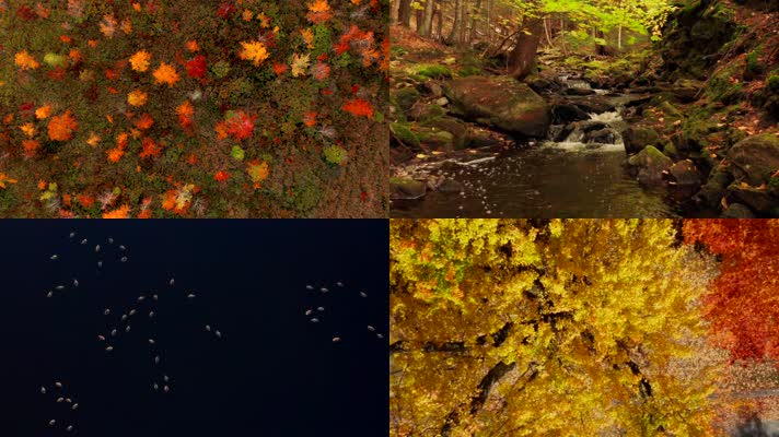 秋季风景环境4K
