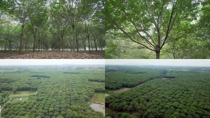 4K榉树树林苗木种植基地实拍航拍