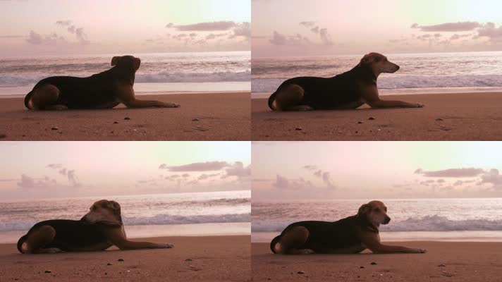 可爱小狗，海边小狗，空镜头