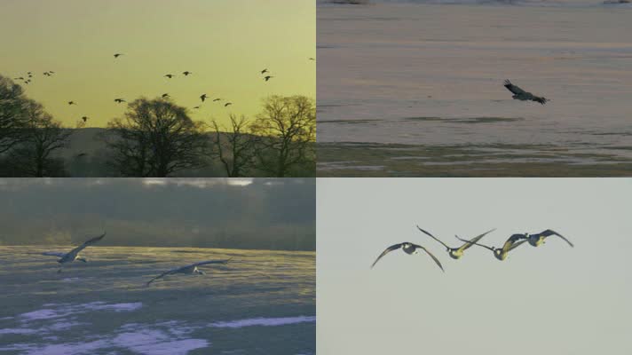 小鸟飞，白鹤，野鸭，湿地公园