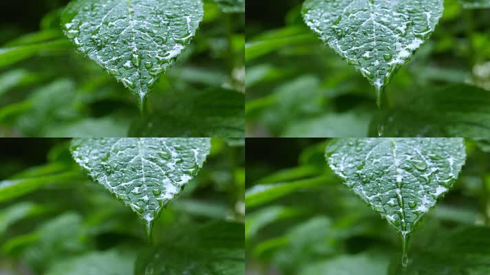 唯美綠色綠化清新春天樹葉葉子綠葉滴水水滴下雨雨天雨後視頻雨中春雨