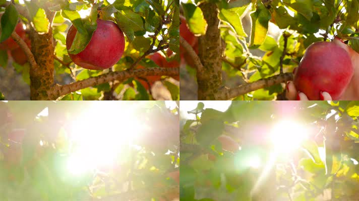 摘苹果，红苹果，苹果成熟丰收收获喜悦