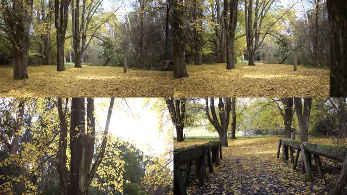 秋天景色，公园，黄叶落叶