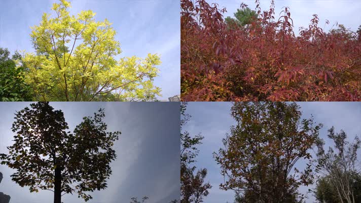4K画质拍摄秋天小树林秋天树叶黄了枫叶