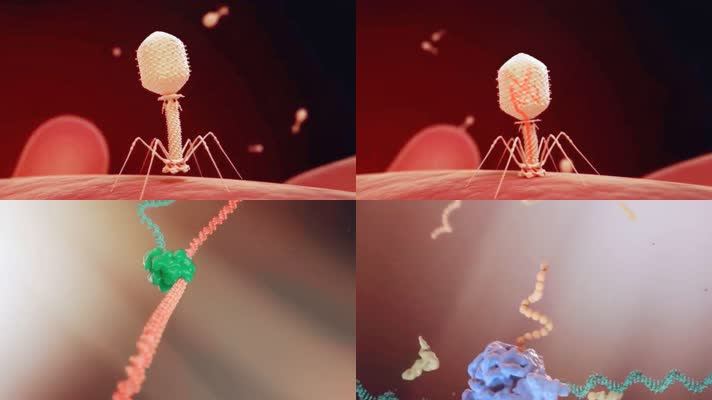 噬菌体(侵袭细菌的病毒)4K素材