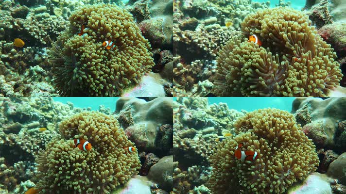 海底小丑鱼实拍素材