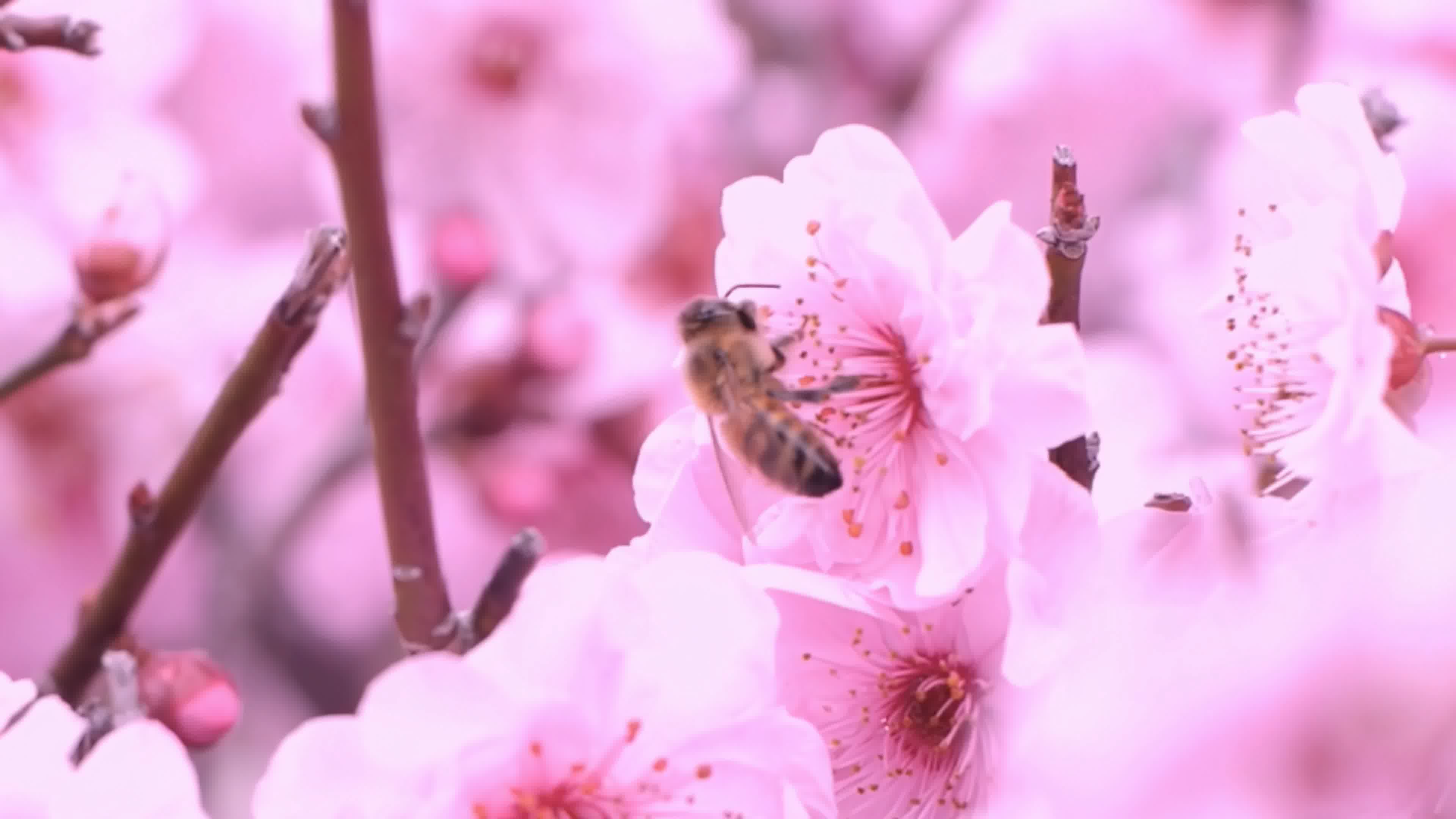 花和蜜蜂视频特效素材-千库网