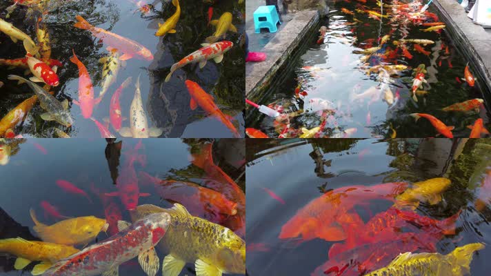  水池里的金鱼4K实拍镜头