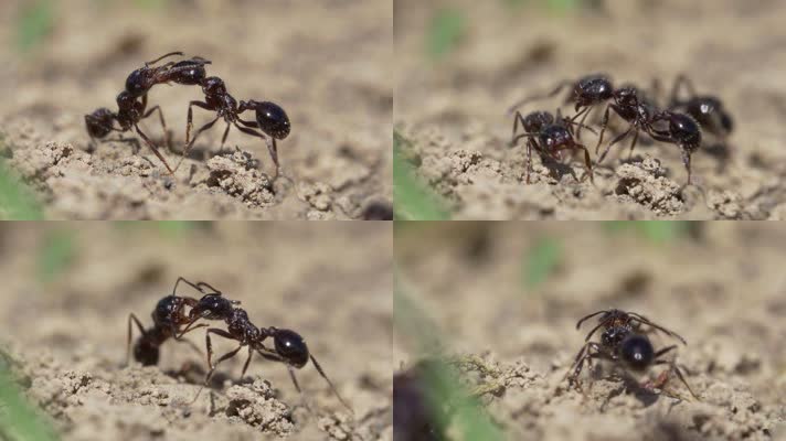 两只蚂蚁，蚂蚁微距，蚂蚁实拍