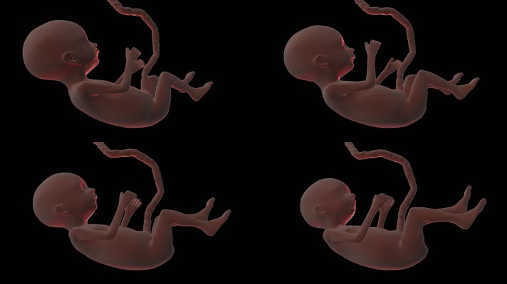 3D腹中胎儿生命运动带透明通道