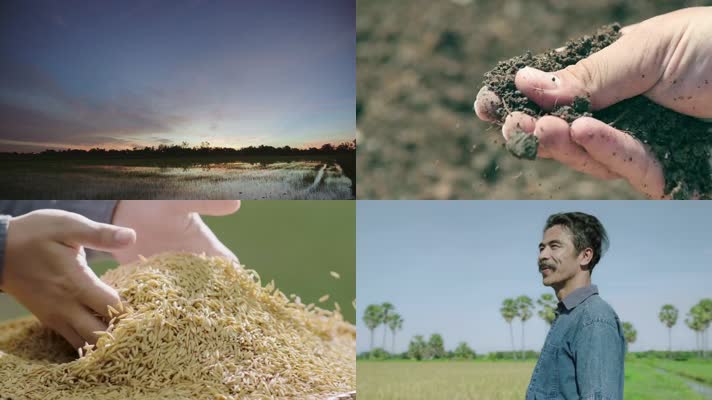 水稻种植丰收