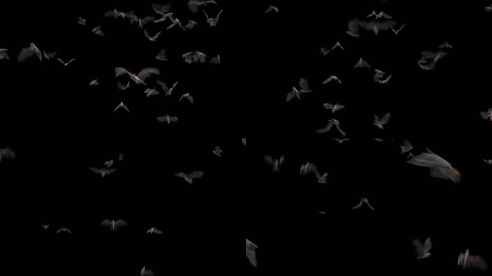 蝙蝠 飞行 哺乳动物  