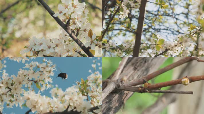 唯美春天蜜蜂，鲜花花朵蜜蜂