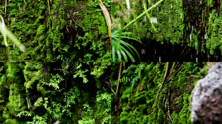 苔藓青苔，阴天下雨，热带雨林