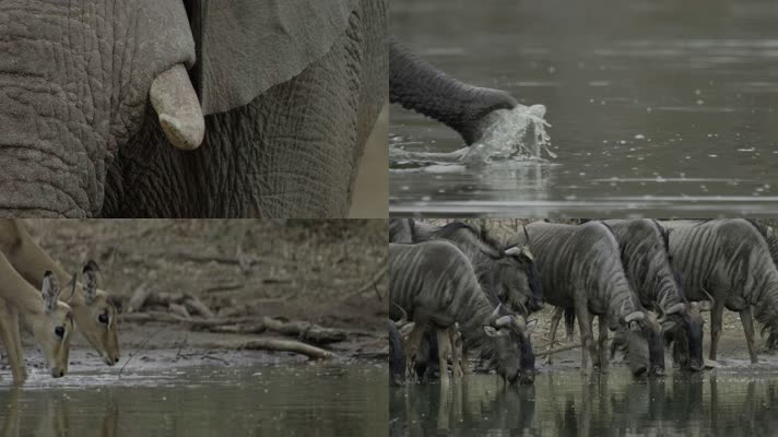 公園 動物園 喝水動物喝水覓食捕食捕獵 行走奔跑弱肉強食 長頸鹿斑馬