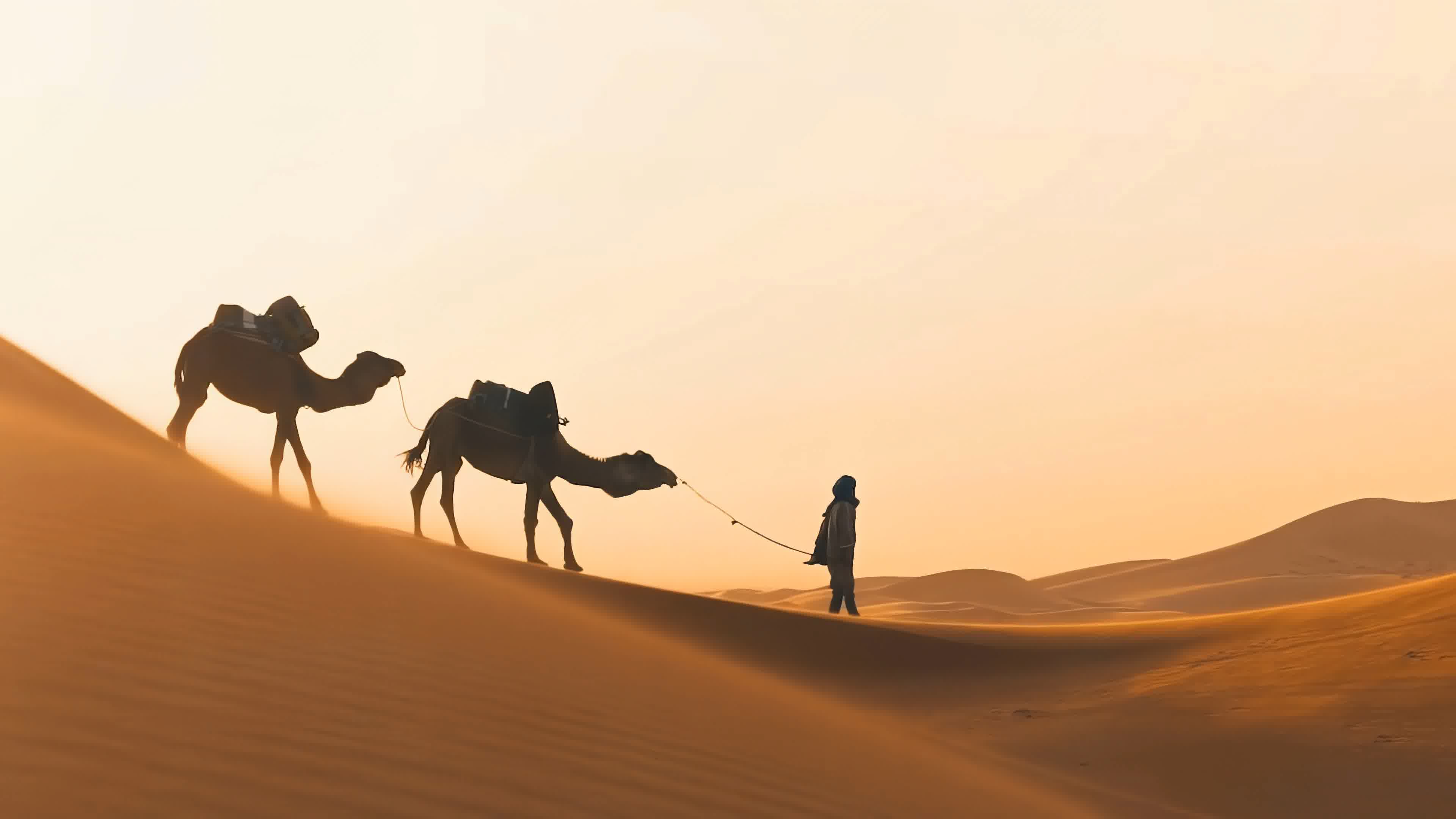 宁夏沙漠中的骆驼群图片 -桌面天下（Desktx.com）