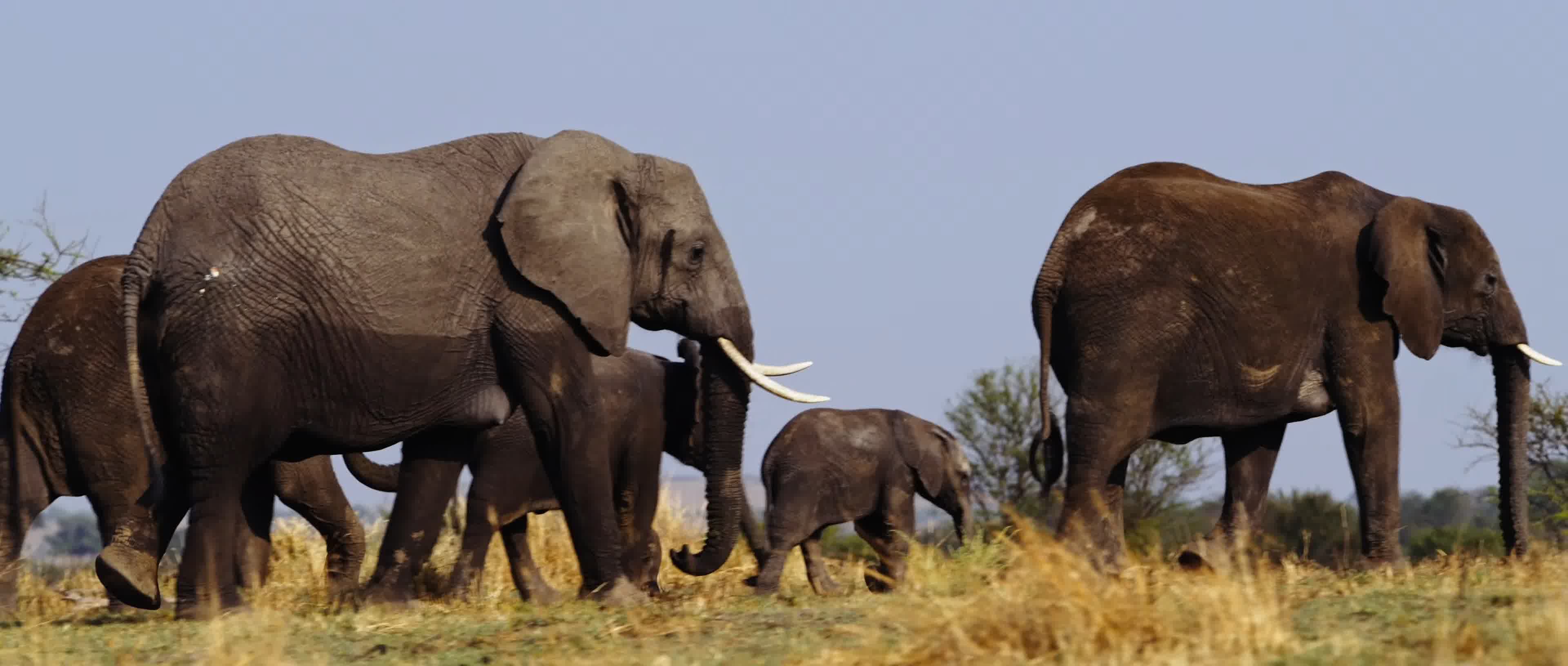 阿多大象国家公园中的非洲象，南非 (© Robert Harding/Alamy) | 必应每日高清壁纸 - 精彩,从这里开始