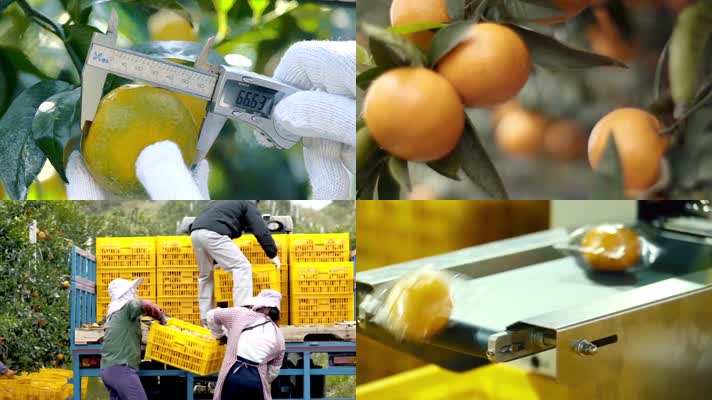 果园橘子芦柑种植采摘工厂生产