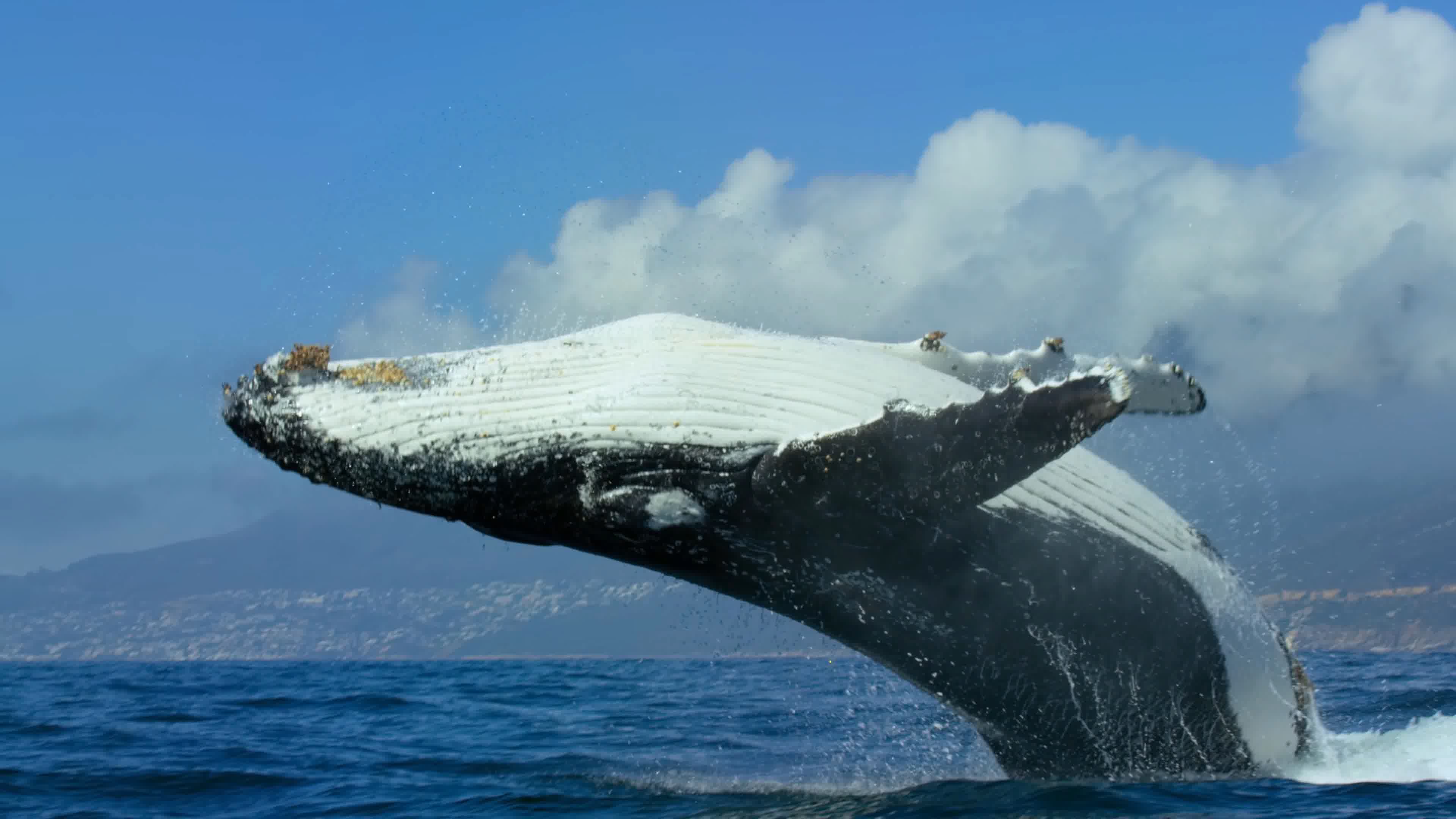 悉尼港湾30吨座头鲸跃出海面 游客近距离领略“翻江倒海”
